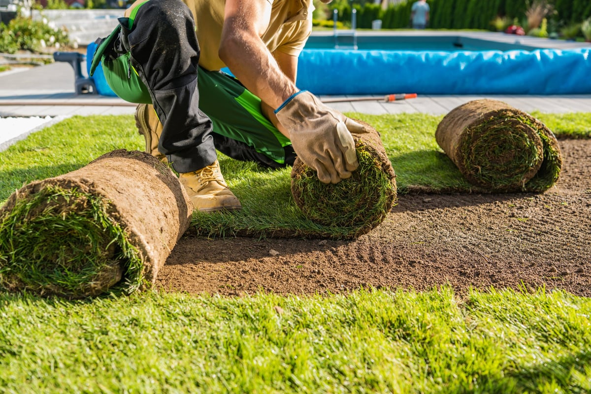 Large rolls of natural grass turfs being installed in backyard garden