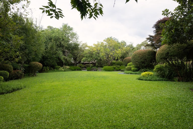 Empty outdoor space transformed into green garden